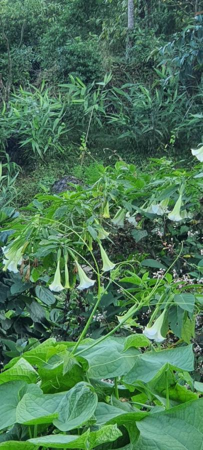 New Bloom Homestay Kurseong Dış mekan fotoğraf